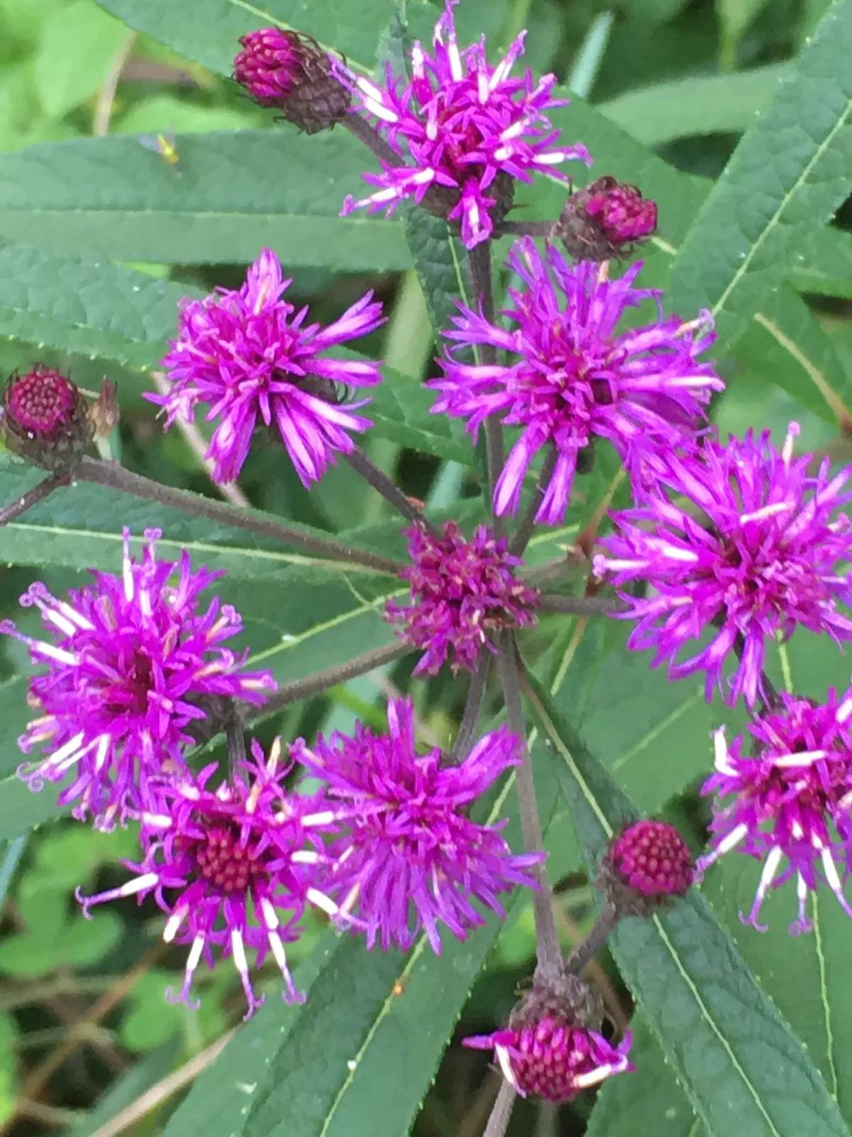 New York Ironweed