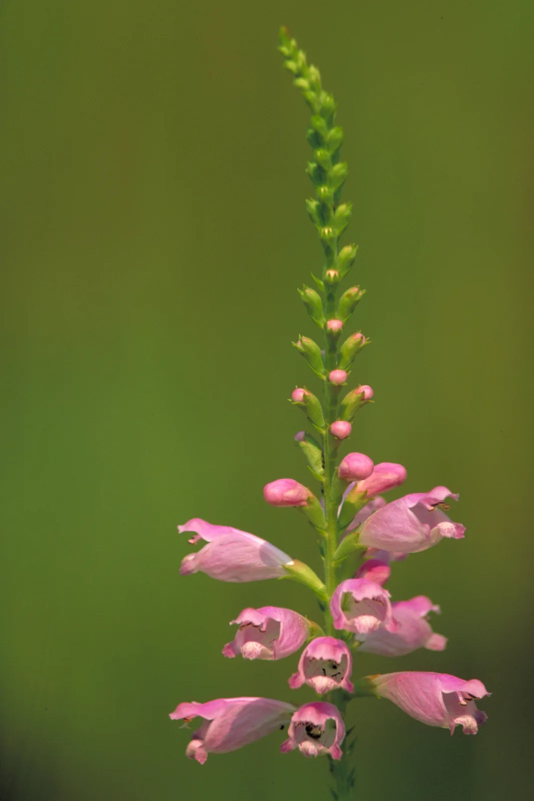 Obedient Plant