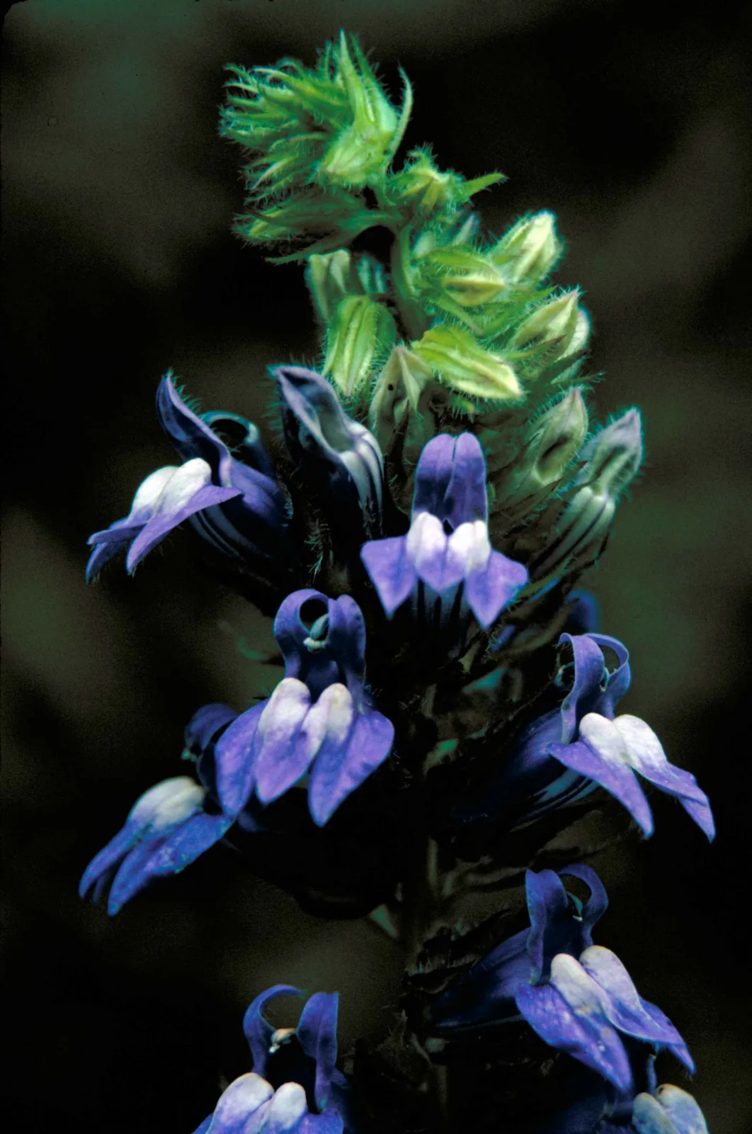 Great Blue Lobelia