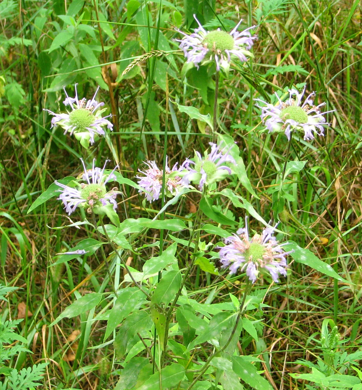 Wild Bergamot (Monarda fistulosa)
