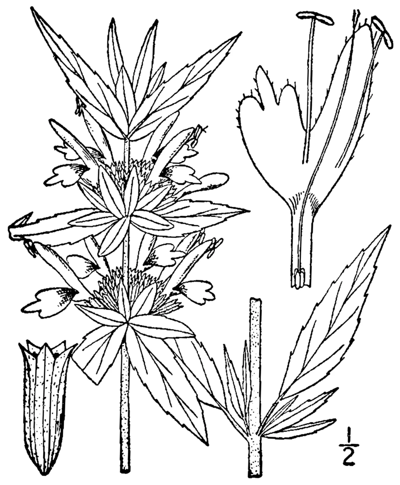 Spotted Beebalm (Monarda punctata)