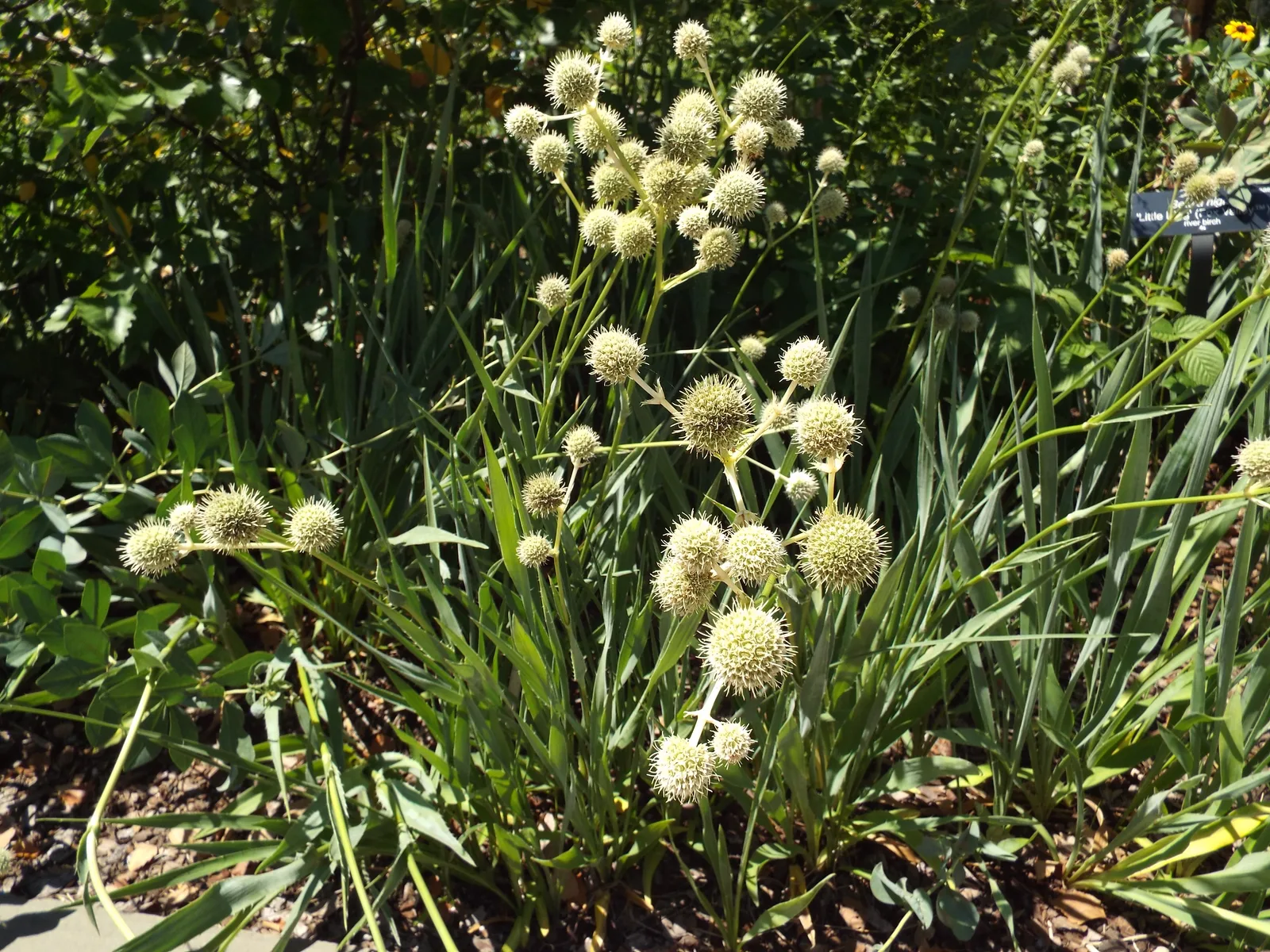 Rattlesnake Master