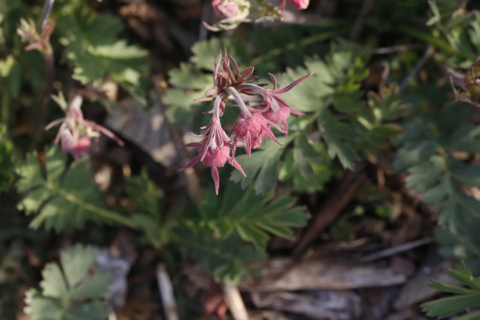 Prairie Smoke