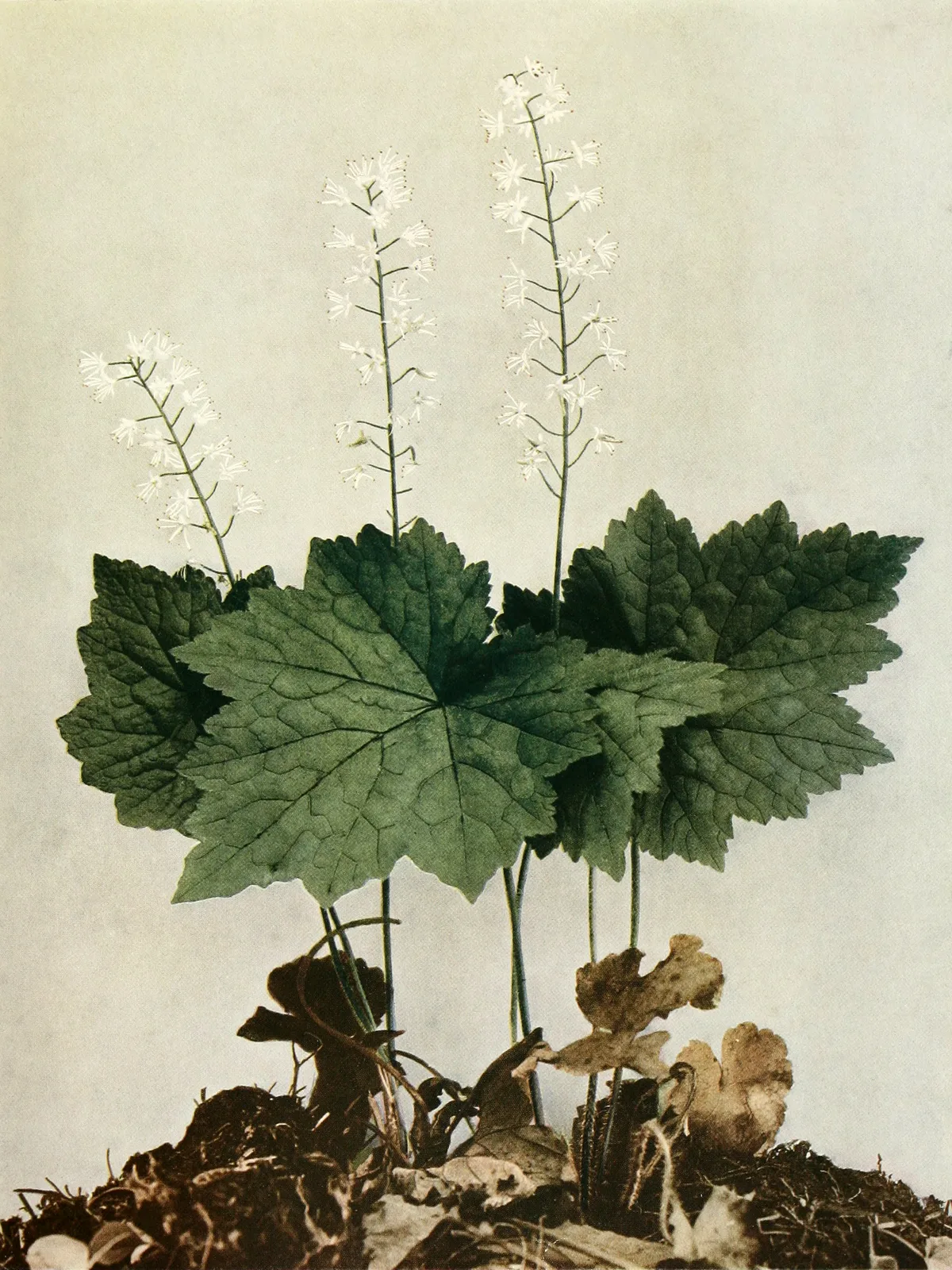 Foamflower
