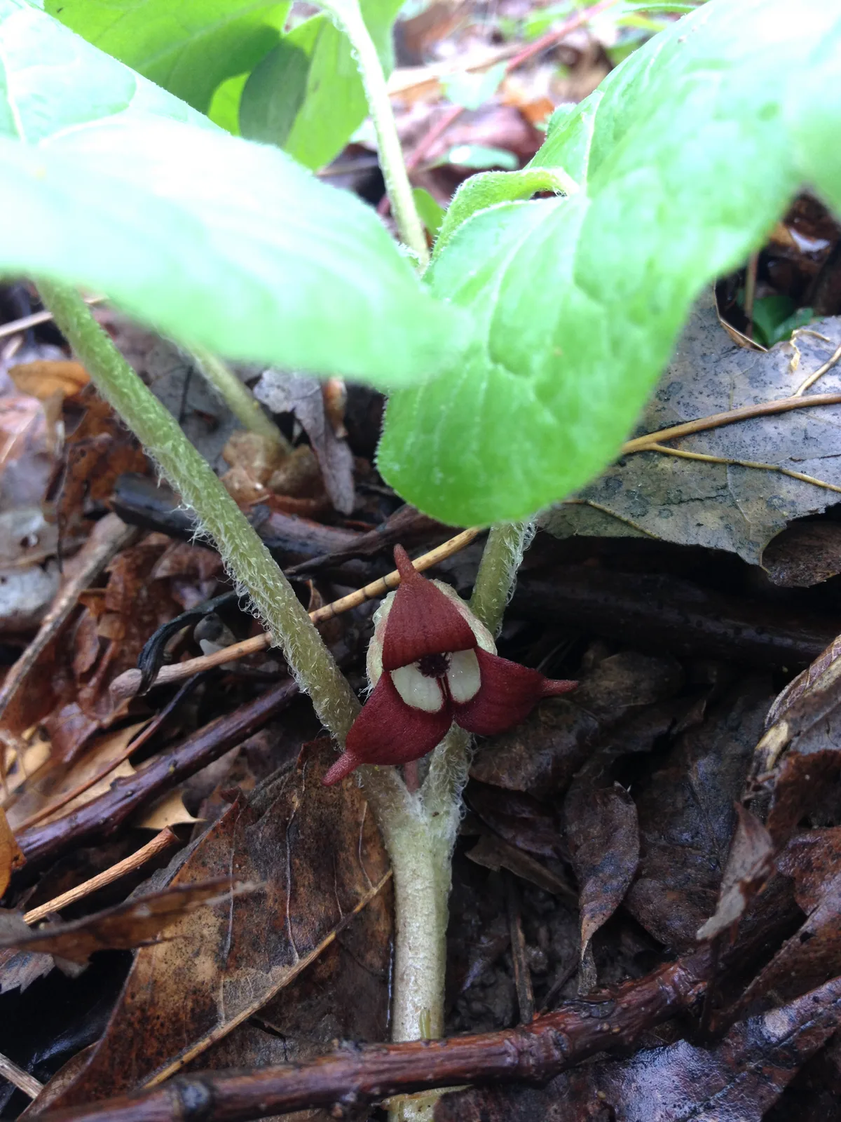 Wild Ginger