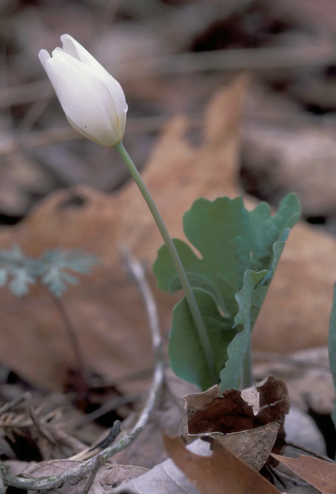 Bloodroot (Sanguinaria canadensis)