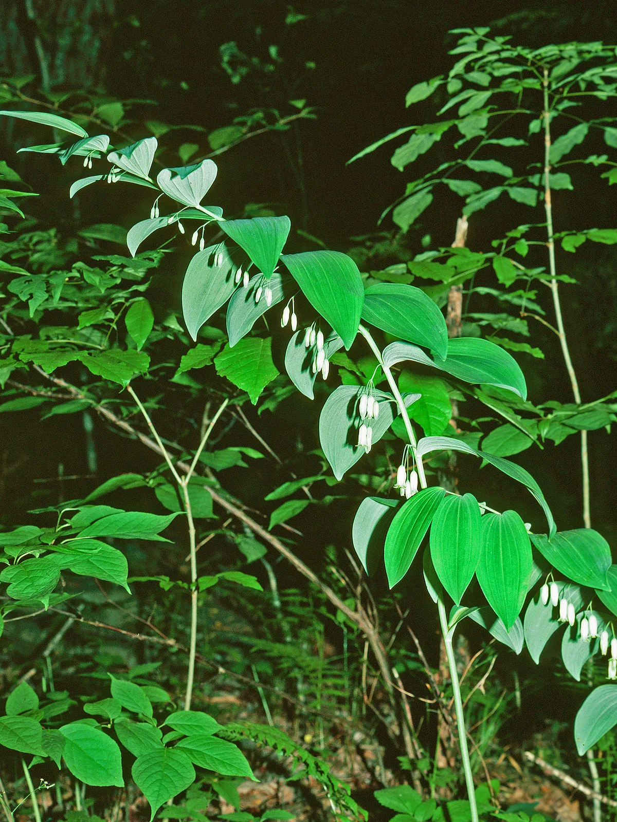 Solomon’s Seal (Polygonatum biflorum)