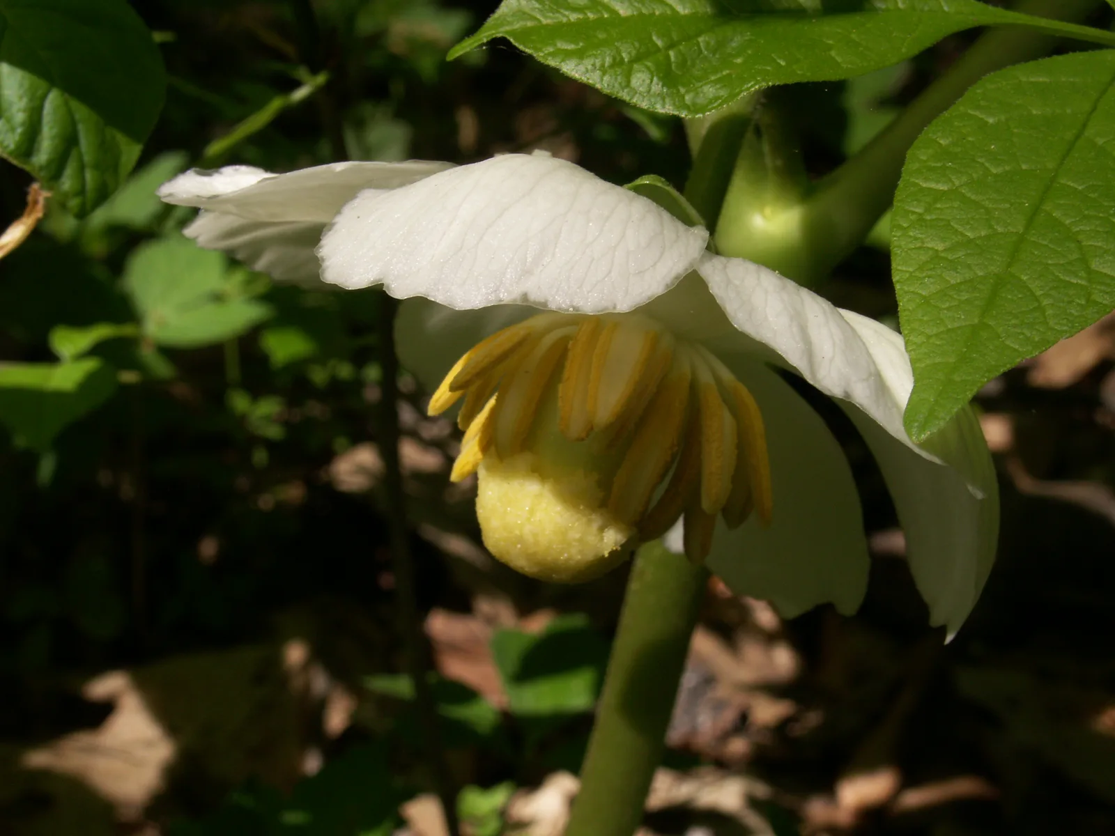Mayapple (Podophyllum peltatum)