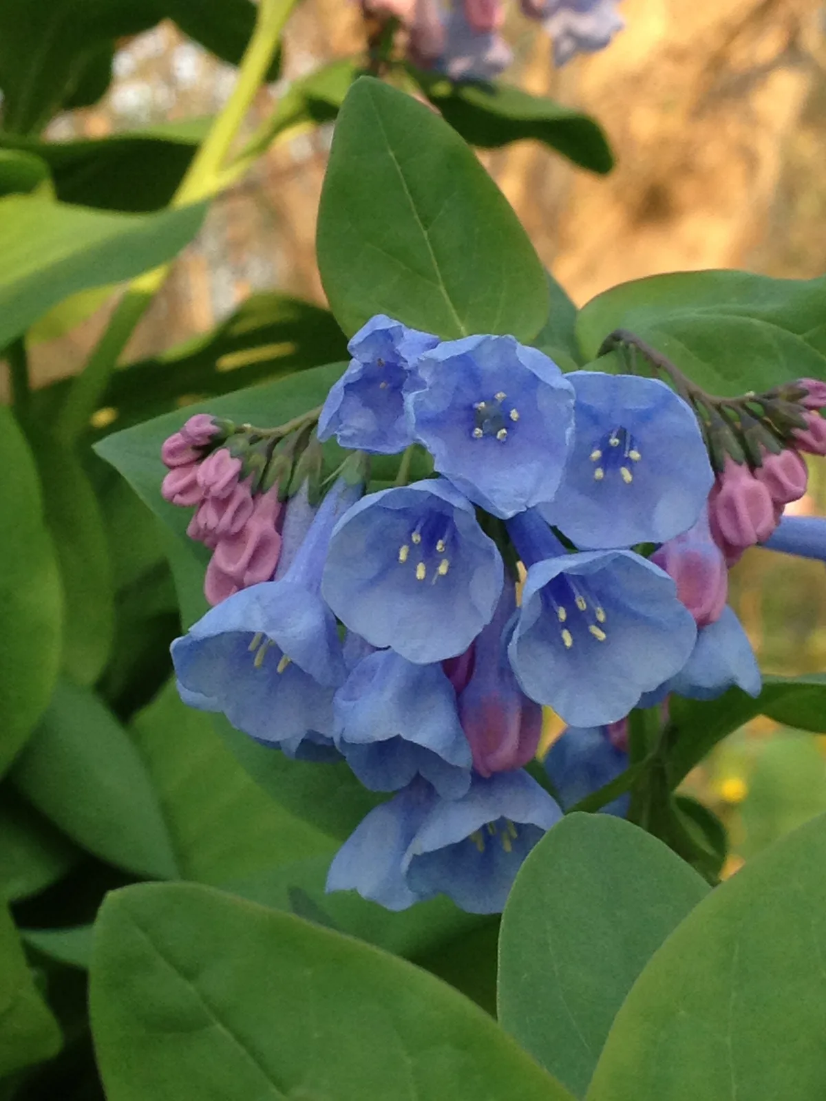 Virginia Bluebells
