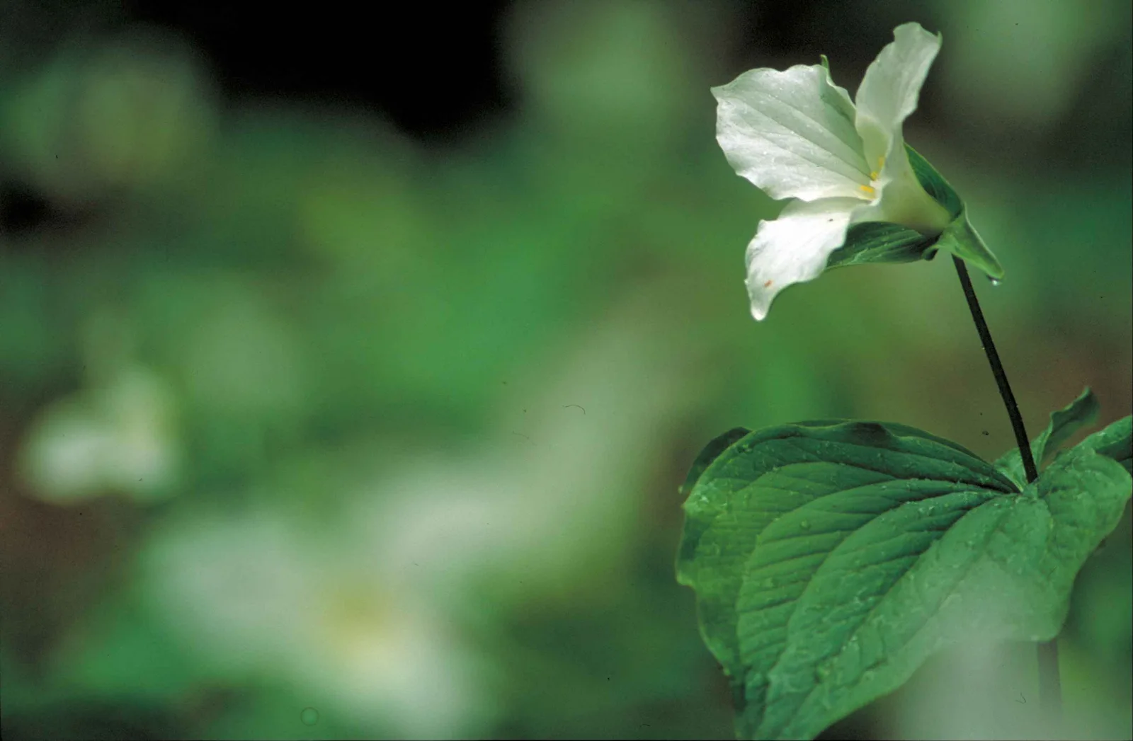 Trillium