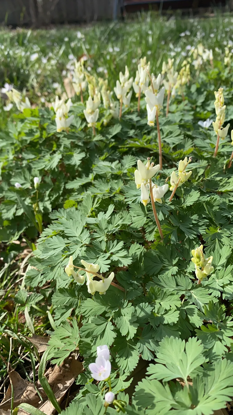 Dutchman’s Breeches