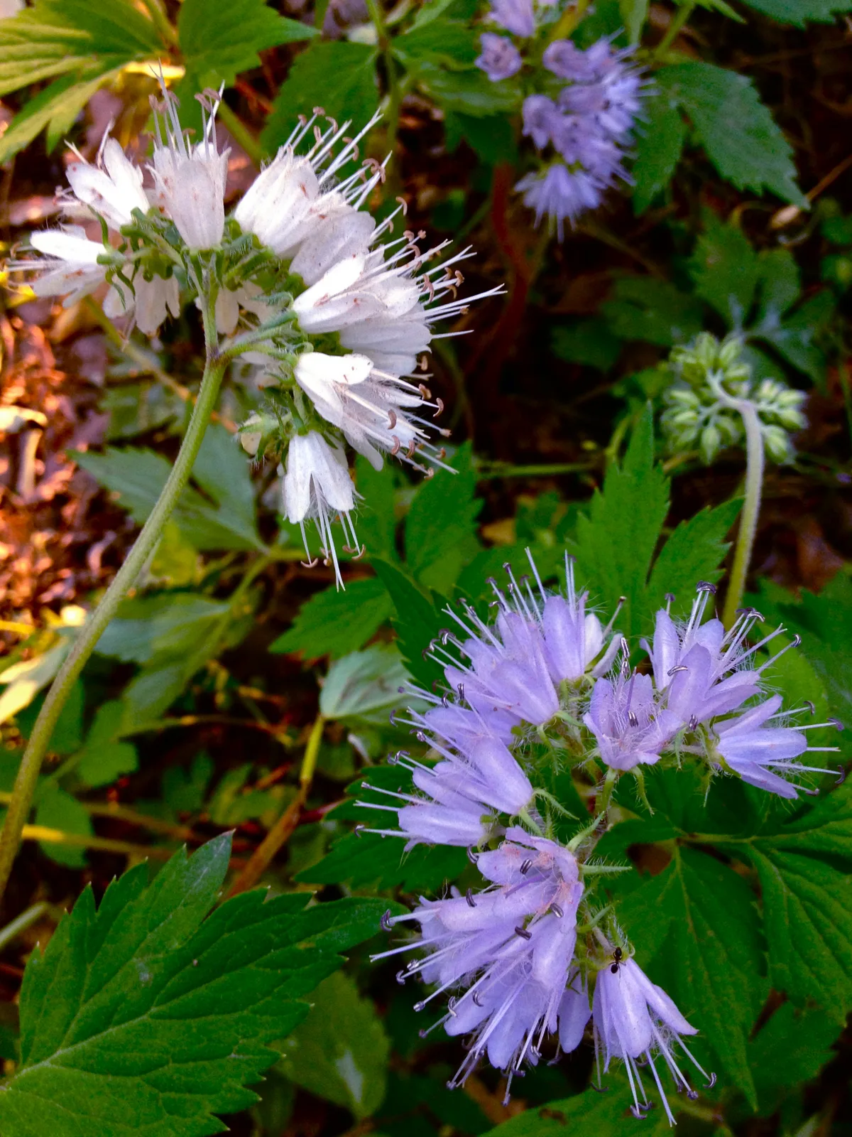 Virginia Waterleaf