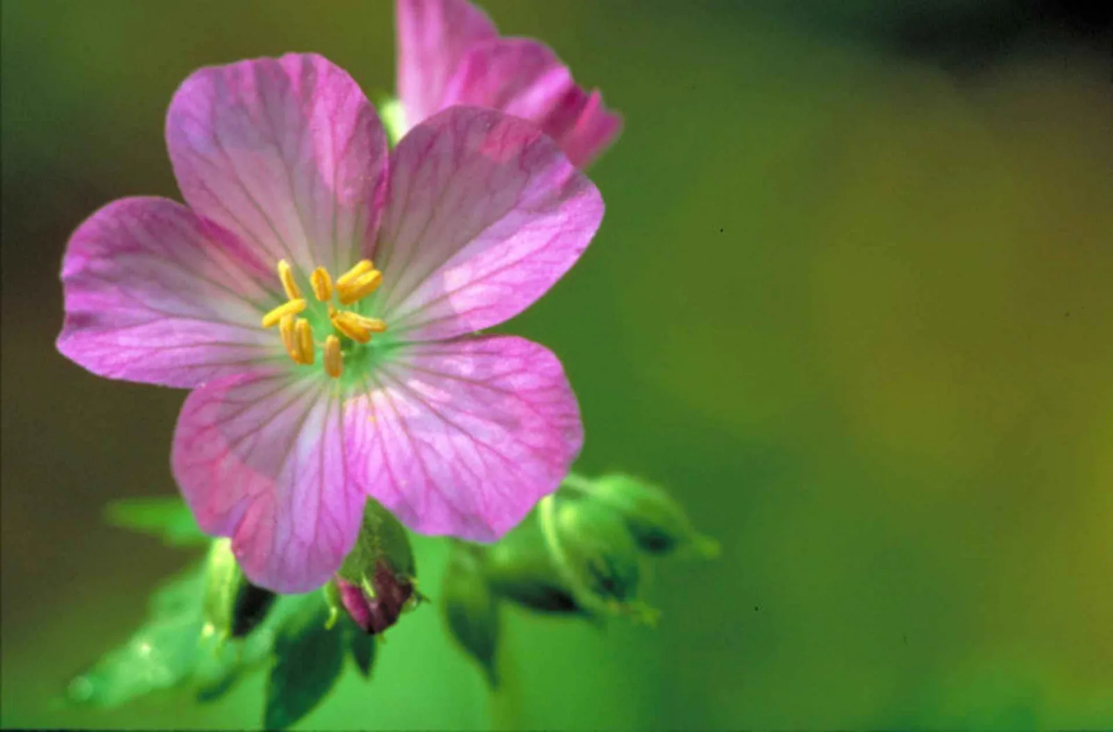 Wild Geranium (Geranium maculatum)