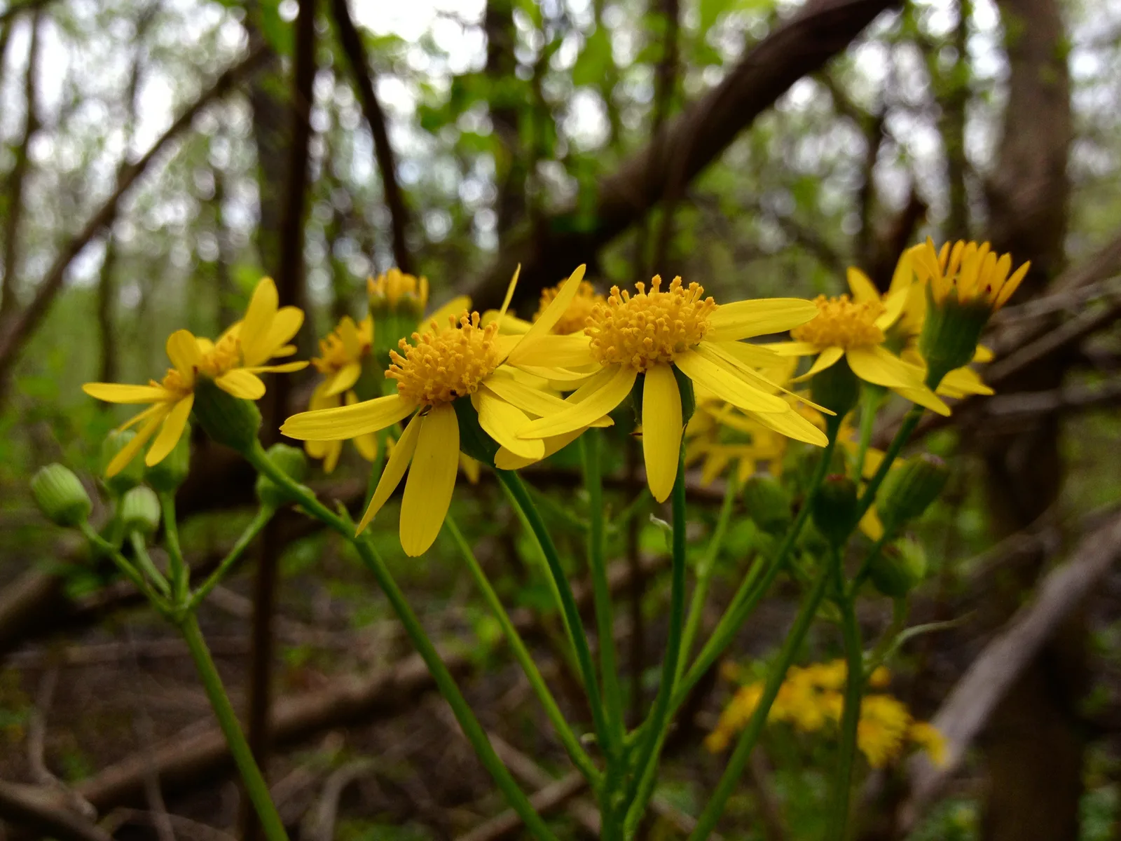 Golden Ragwort