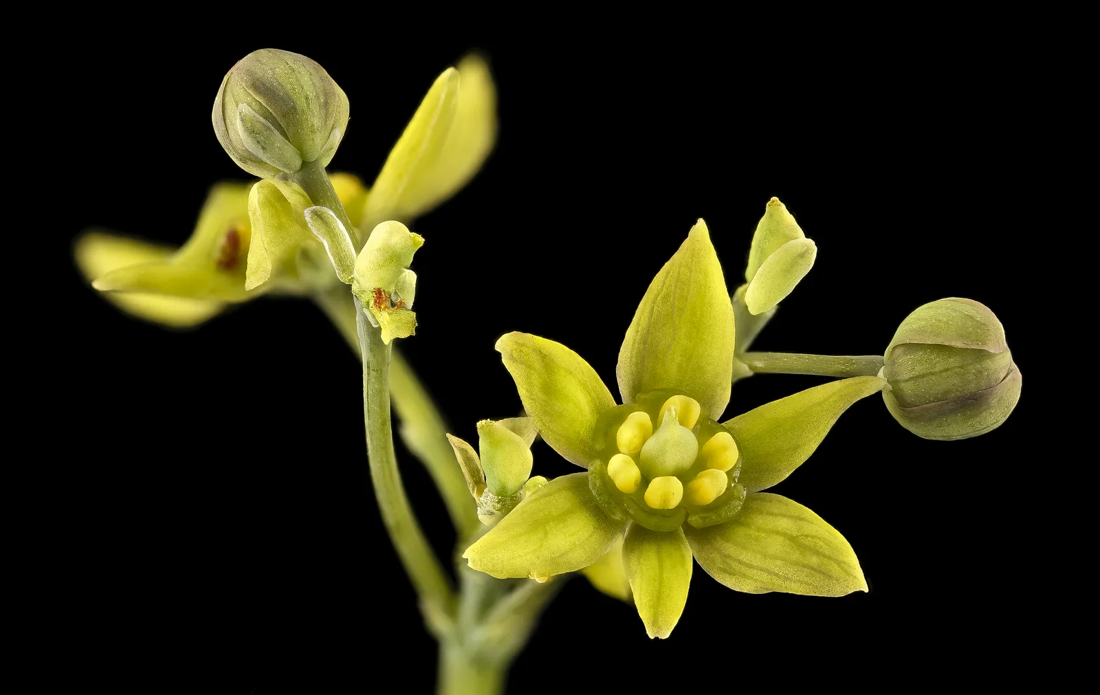 Blue Cohosh