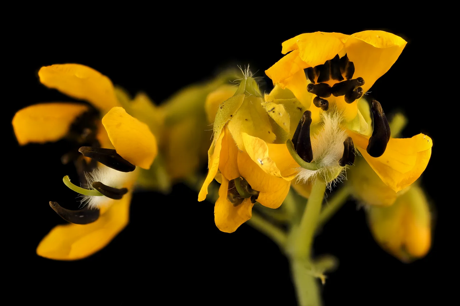 Wild Senna (Senna hebecarpa)