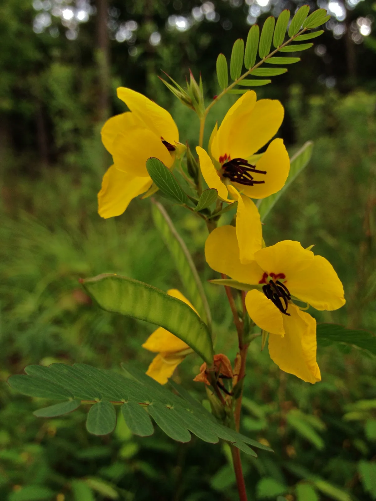 Partridge Pea (Chamaecrista fasciculata)