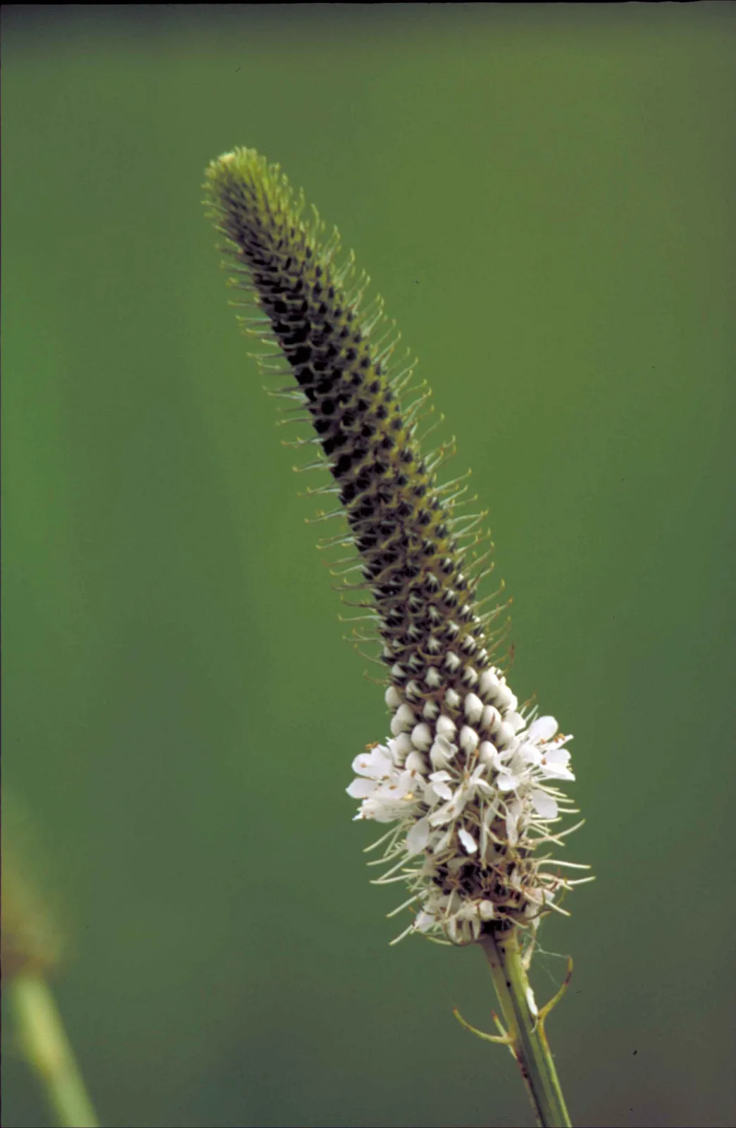 White Prairie Clover (Dalea candida)