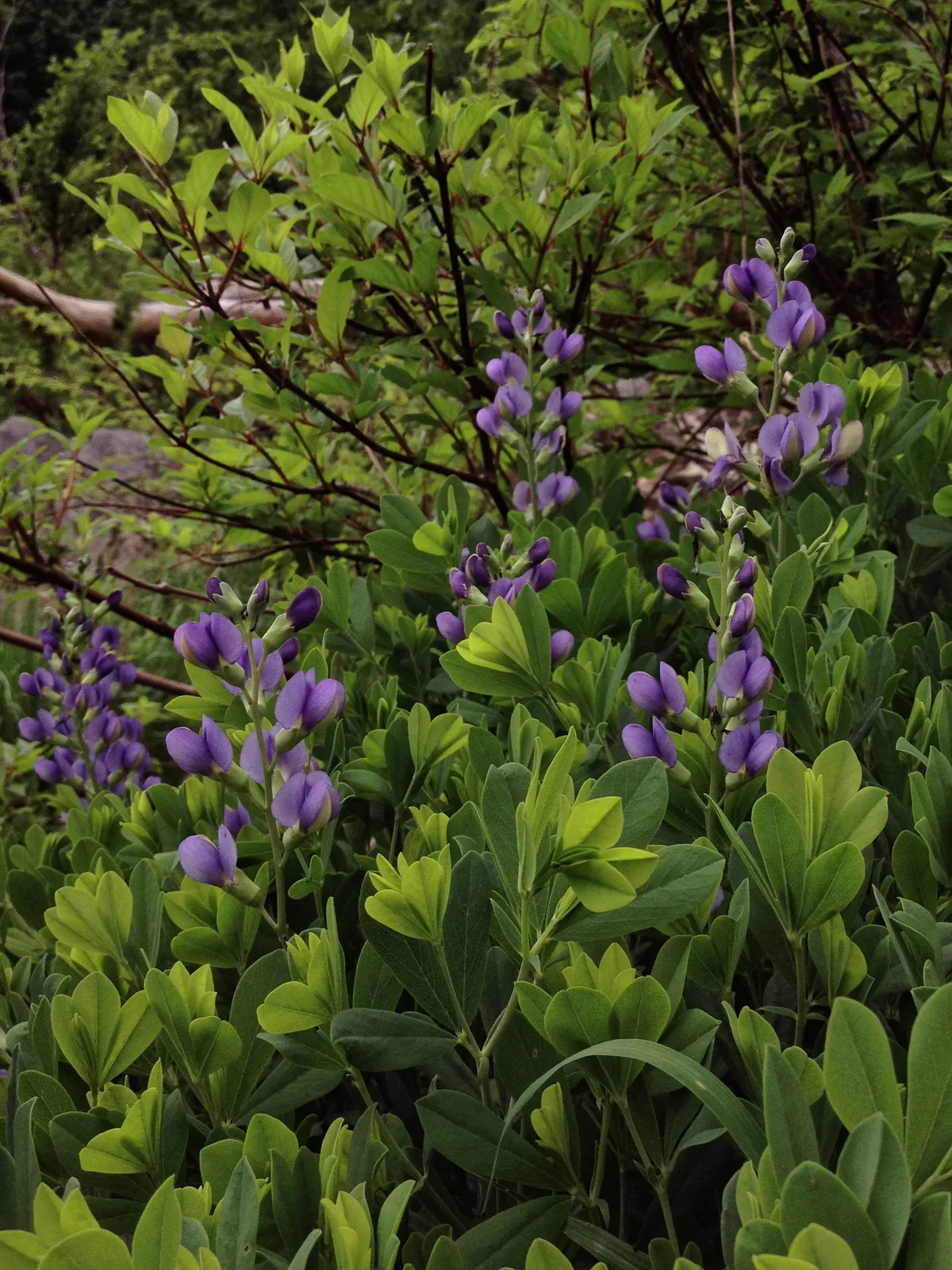 False Indigo (Baptisia australis)