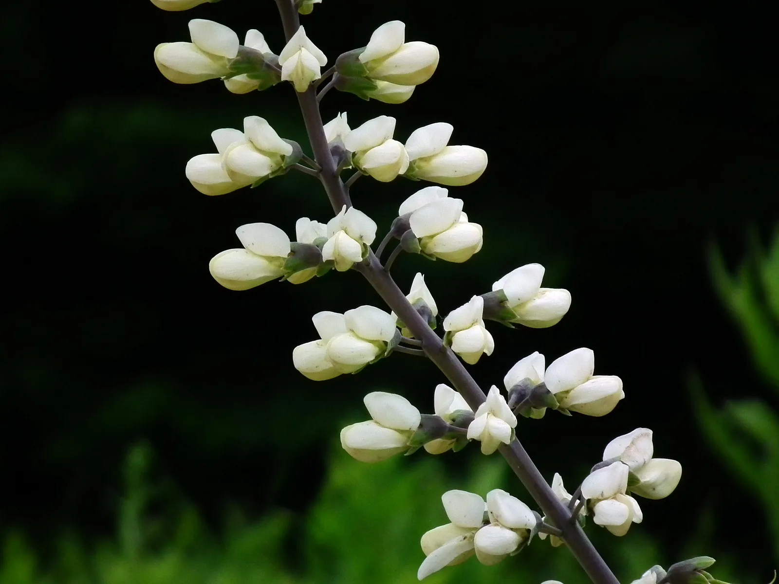 White Wild Indigo