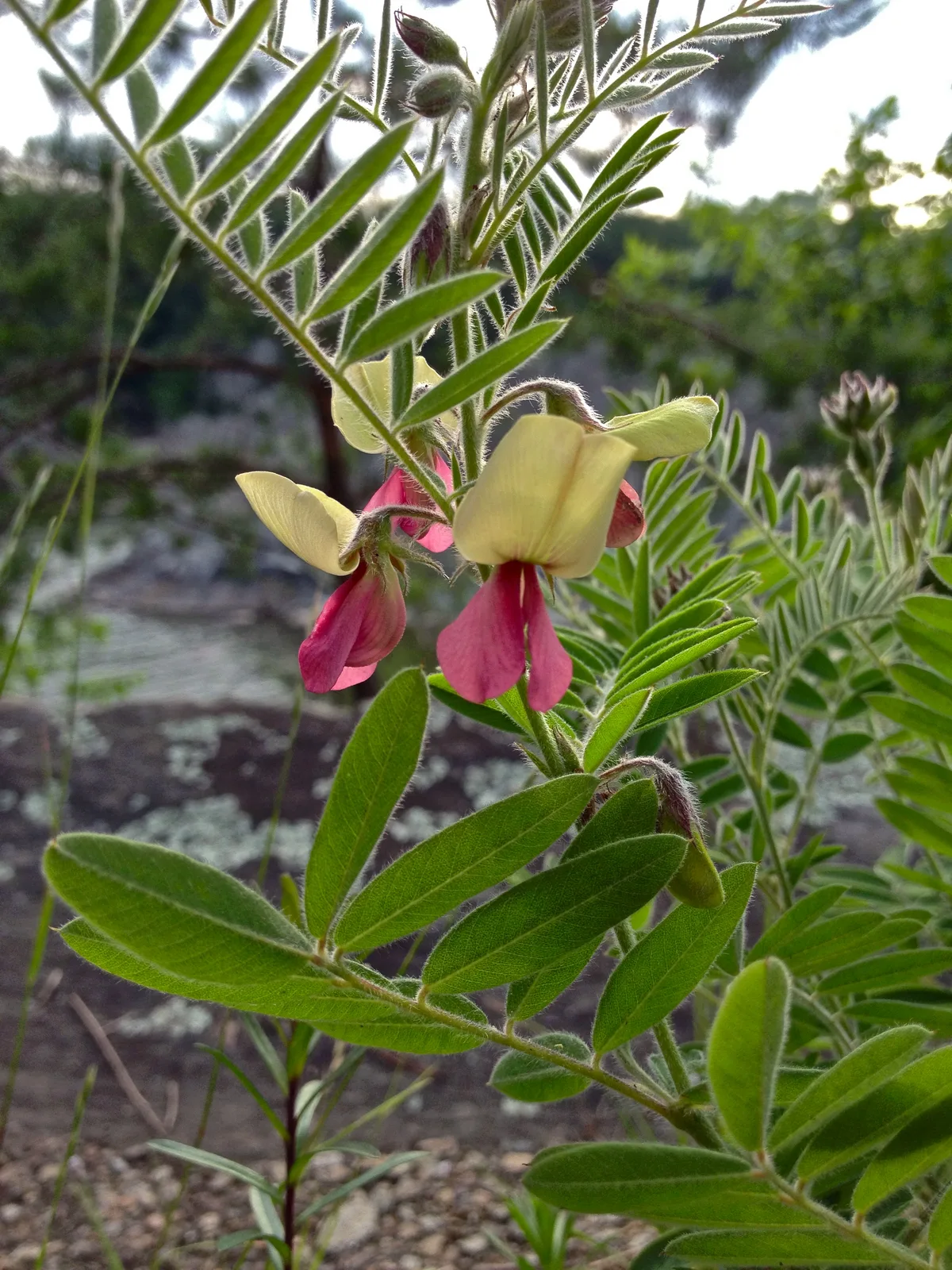 Goatβs Rue (Tephrosia virginiana)