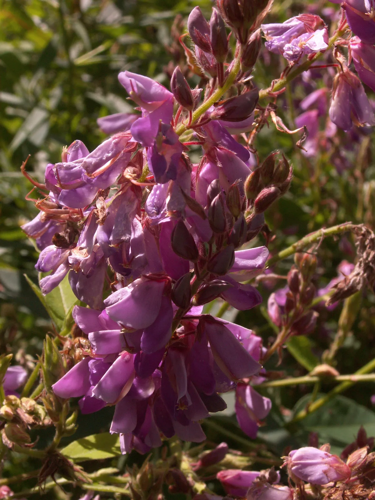 Tick Trefoil (Desmodium canadense)