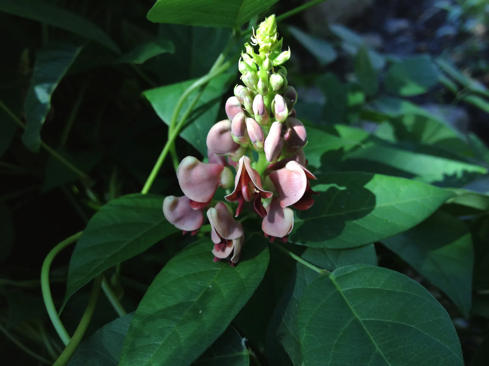 Groundnut (Apios americana)