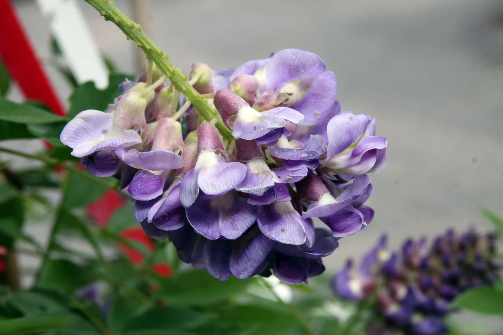 American Wisteria