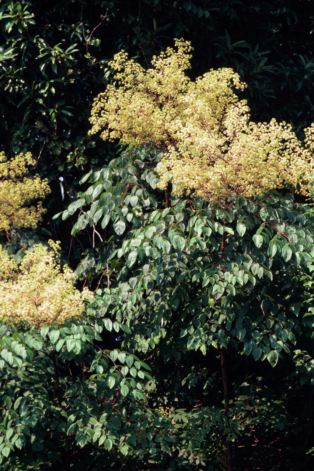Devil’s Walkingstick
