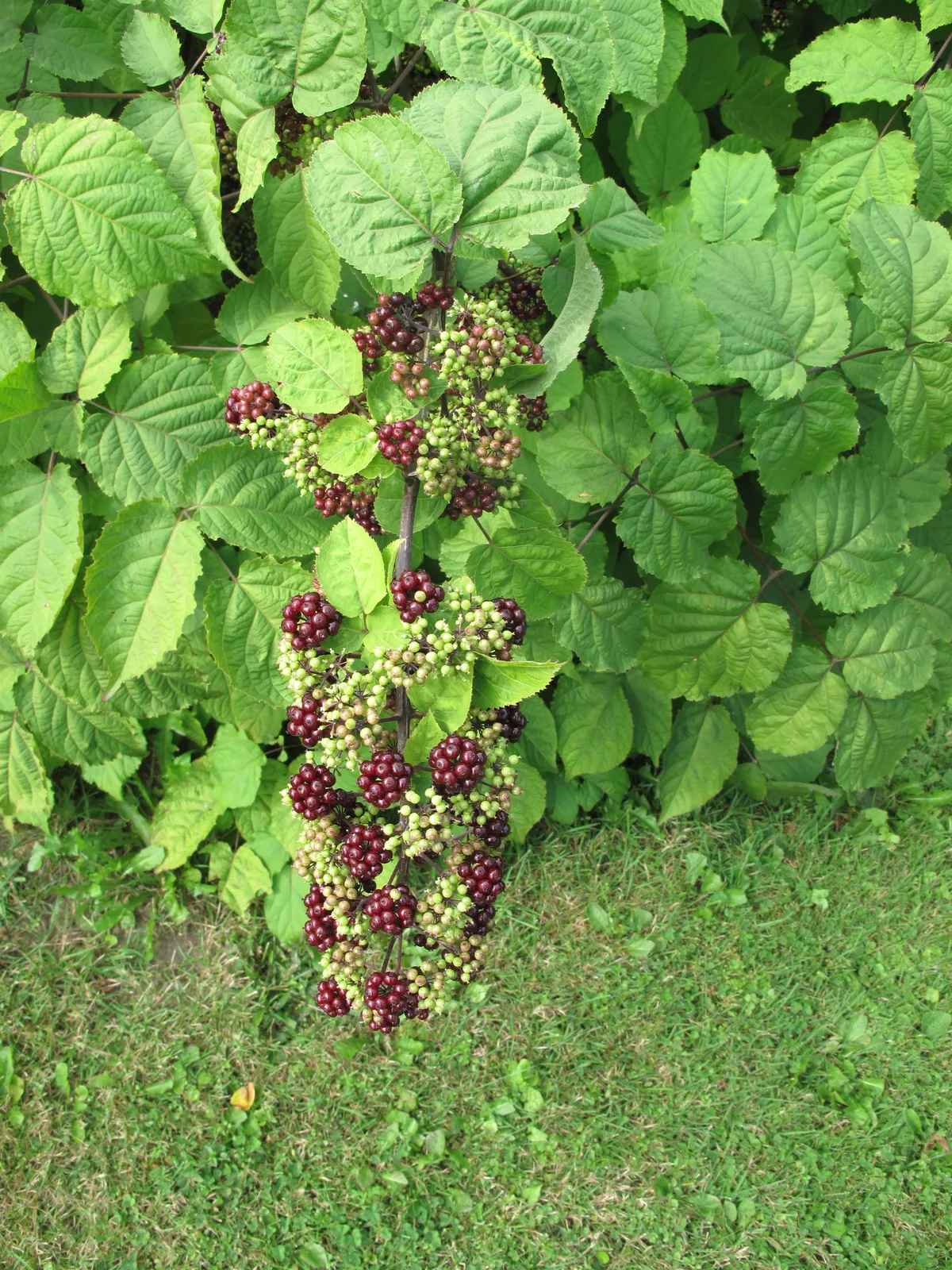American Spikenard