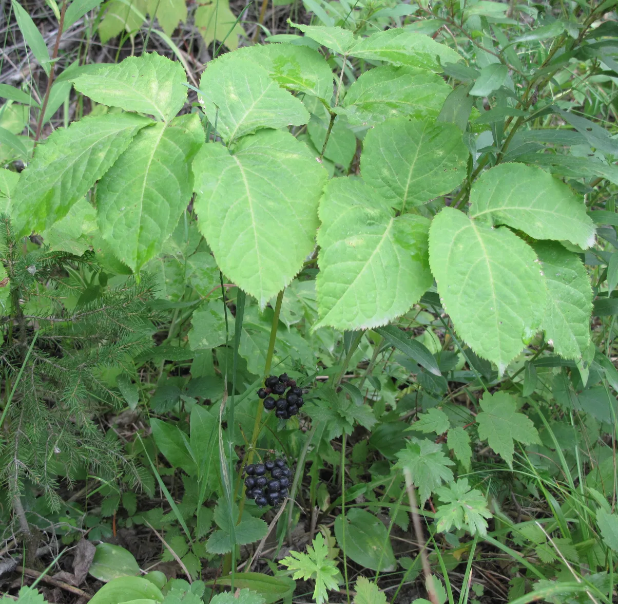 Wild Sarsaparilla