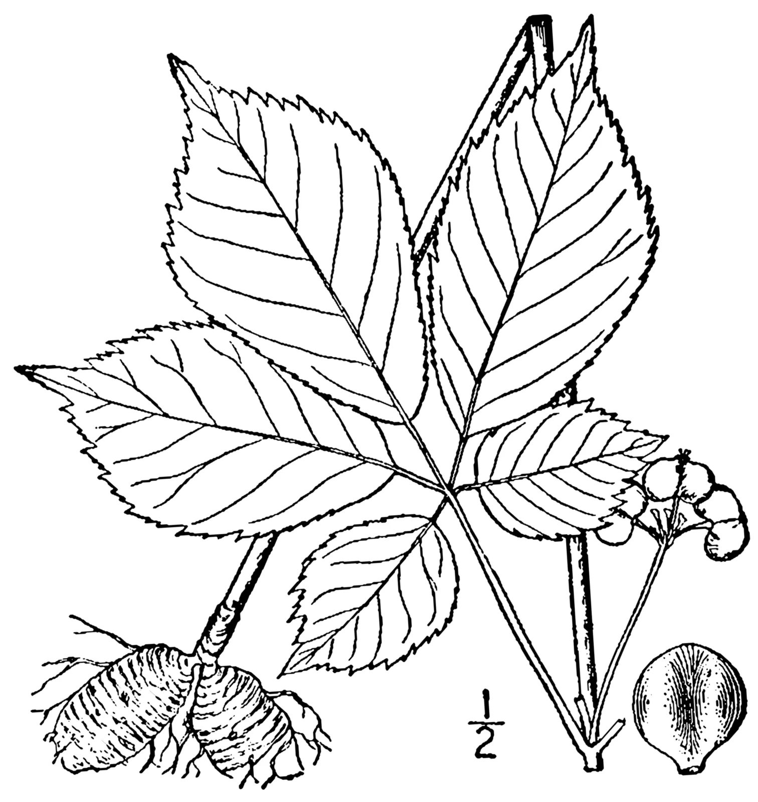 American Ginseng