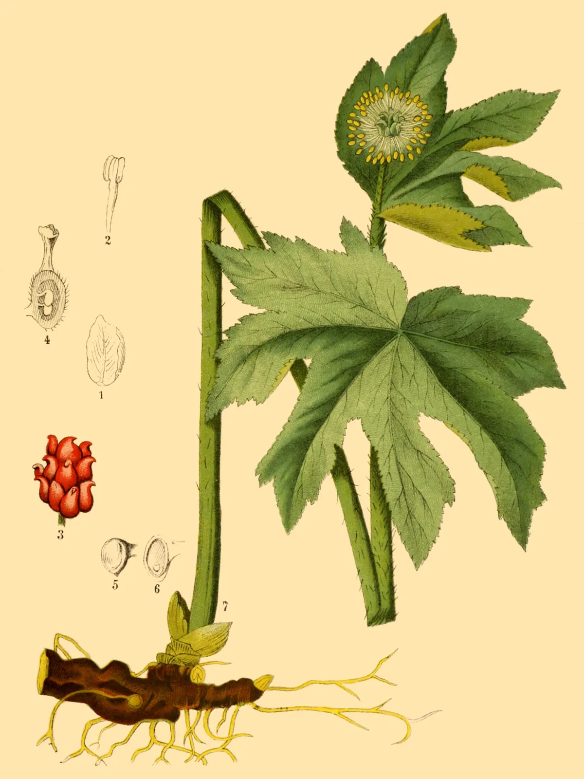 Goldenseal