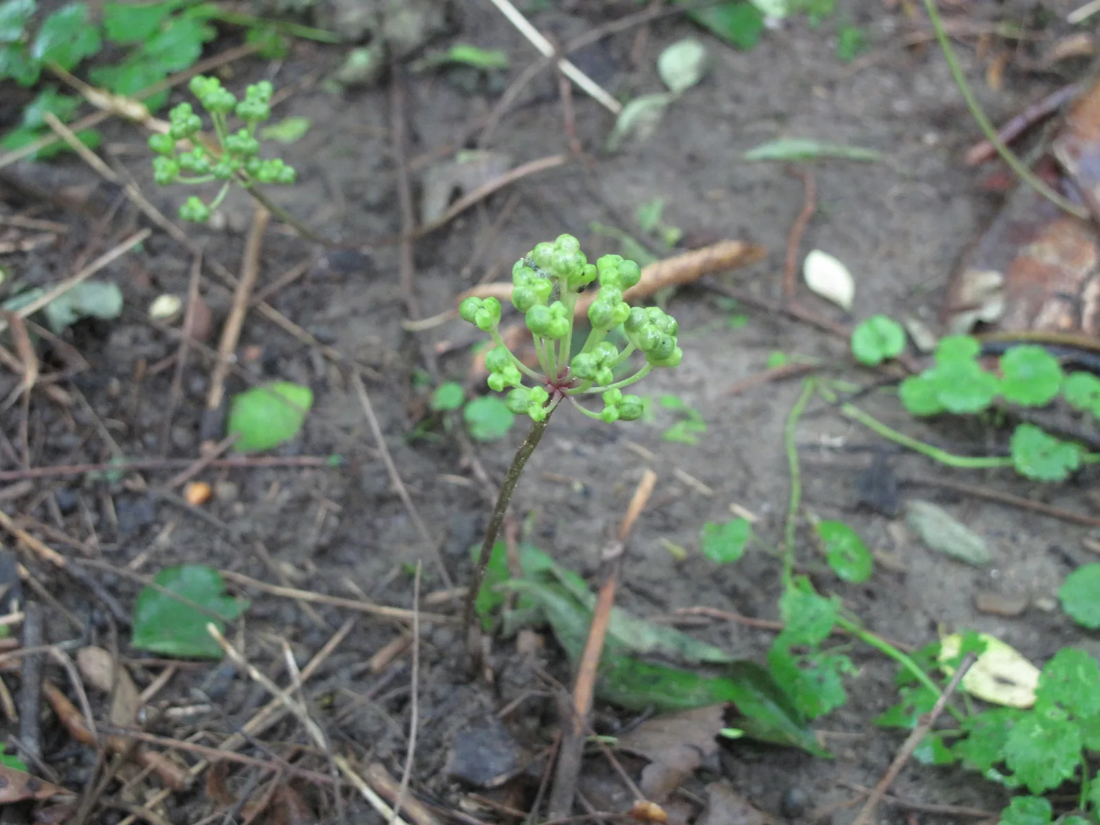 Wild Leek