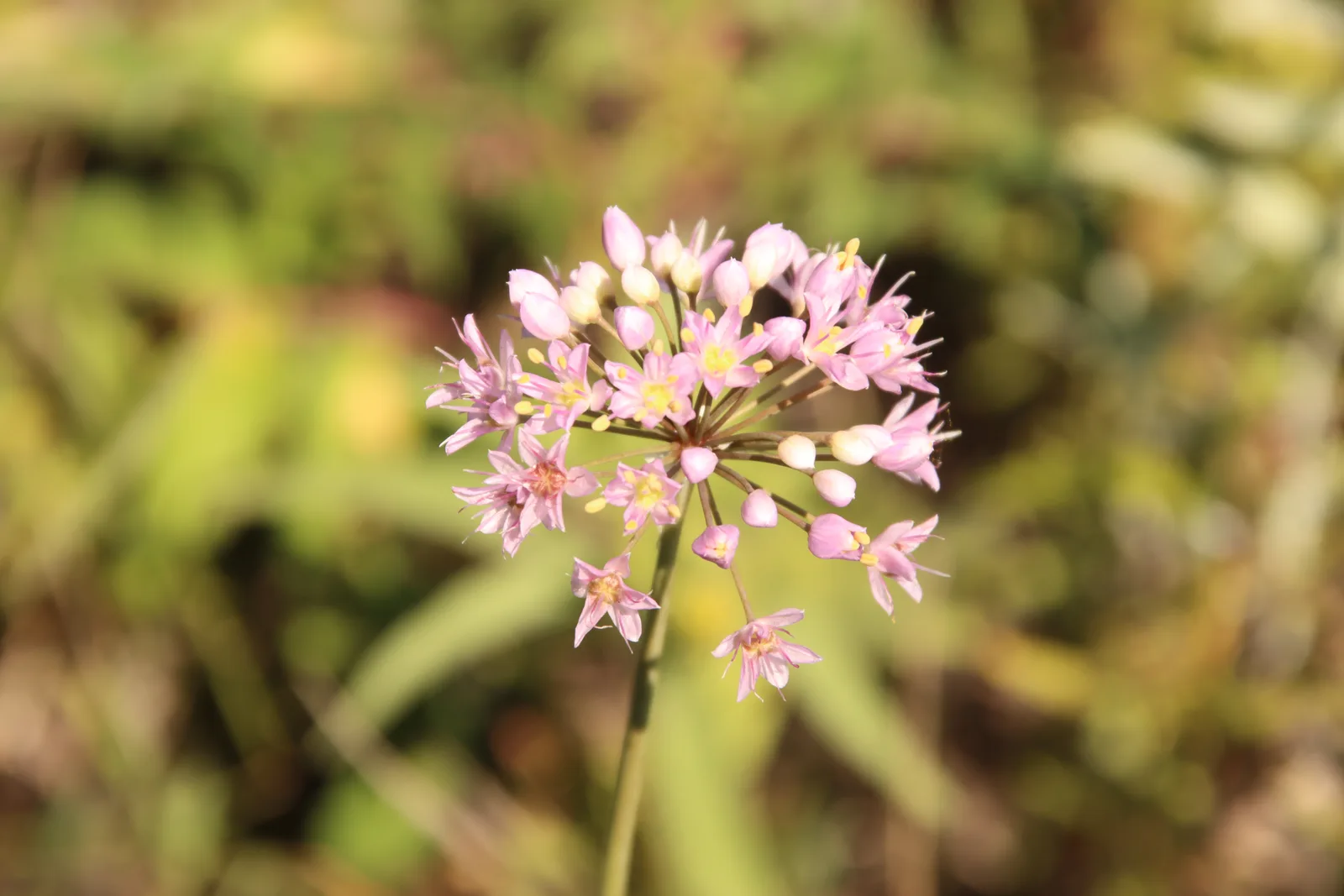 Prairie Onion (Allium stellatum)