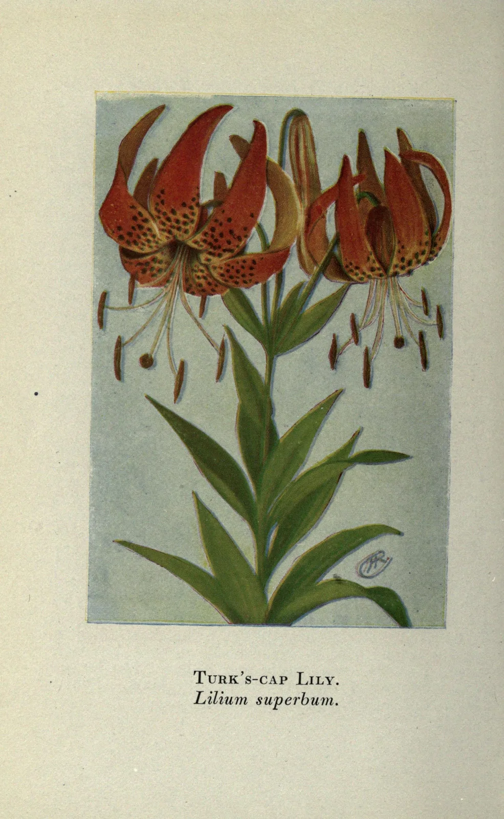 Turk’s Cap Lily (Lilium superbum)
