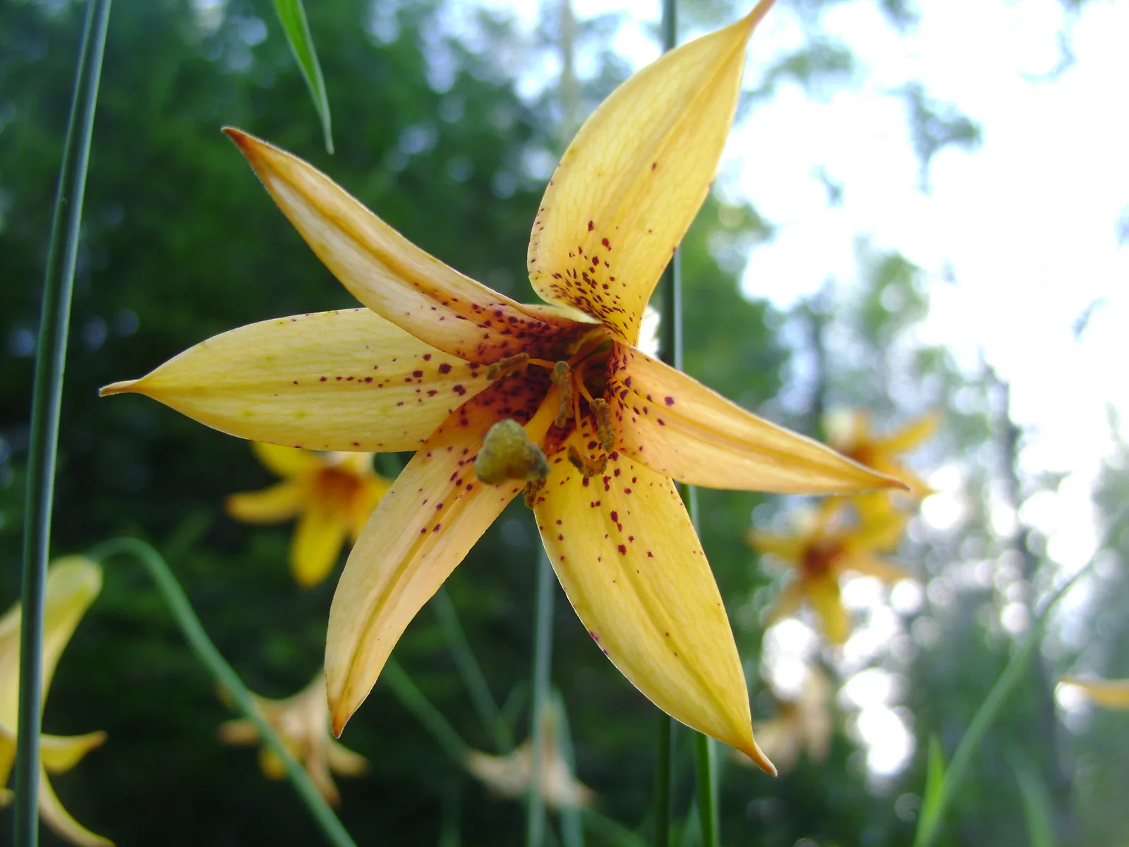 Canada Lily (Lilium canadense)