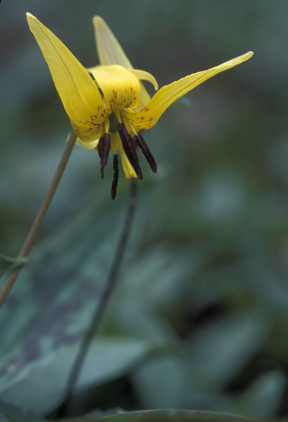 Yellow Trout Lily (Erythronium americanum)