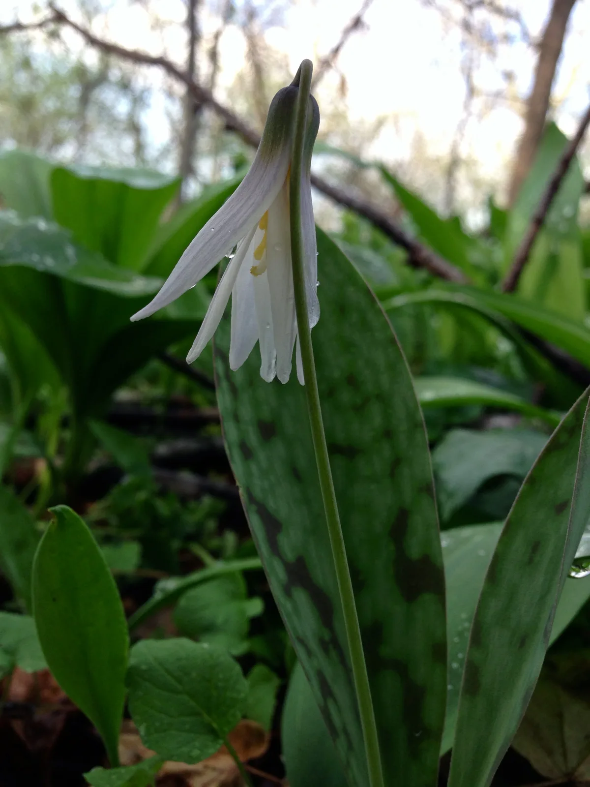 White Trout Lily (Erythronium albidum)