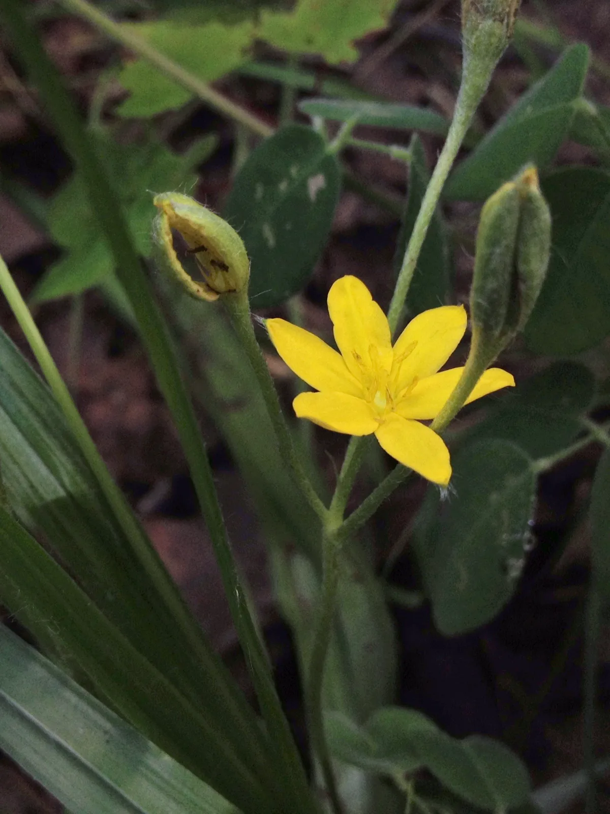 Yellow Star Grass