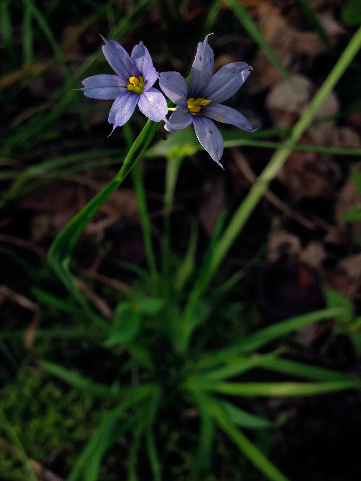 Blue-Eyed Grass