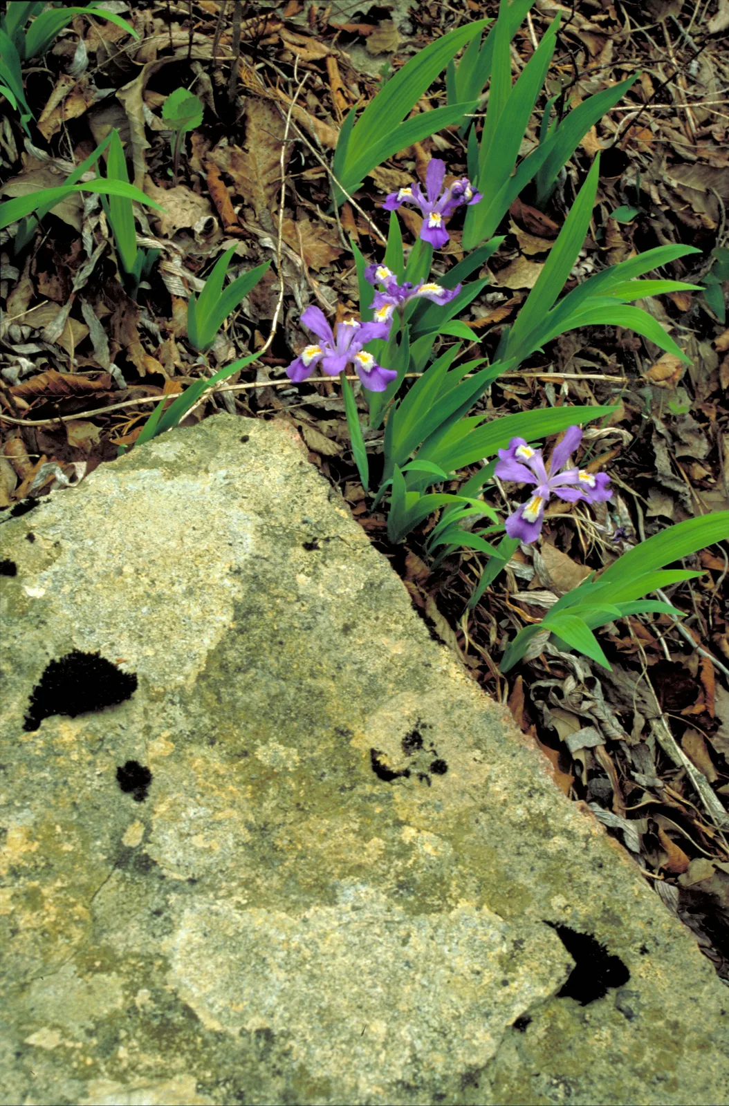 Dwarf Crested Iris (Iris cristata)