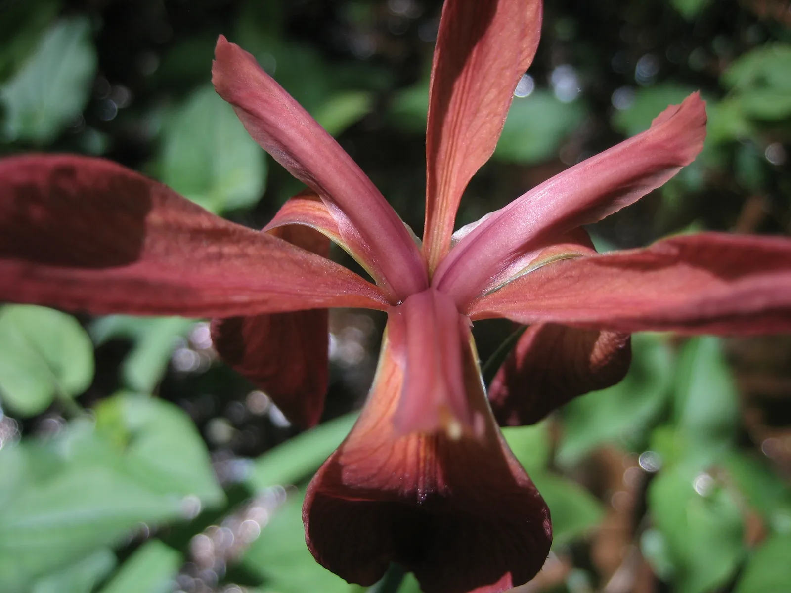 Copper Iris (Iris fulva)