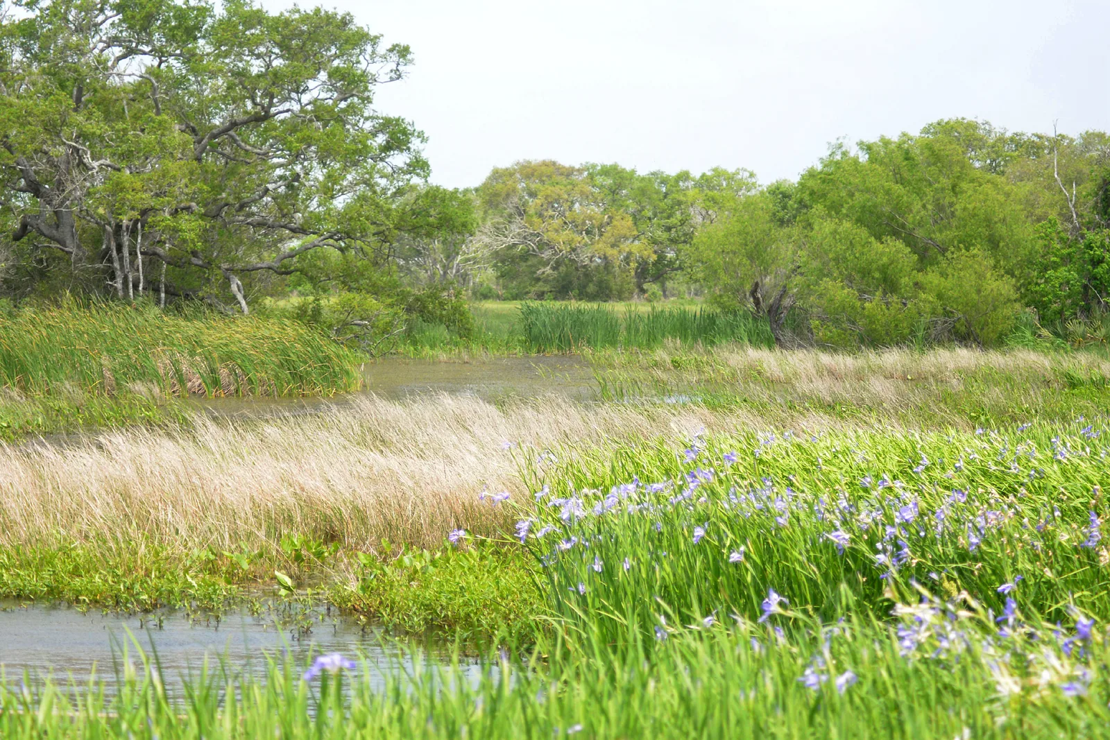 Louisiana Iris (Iris giganticaerulea)