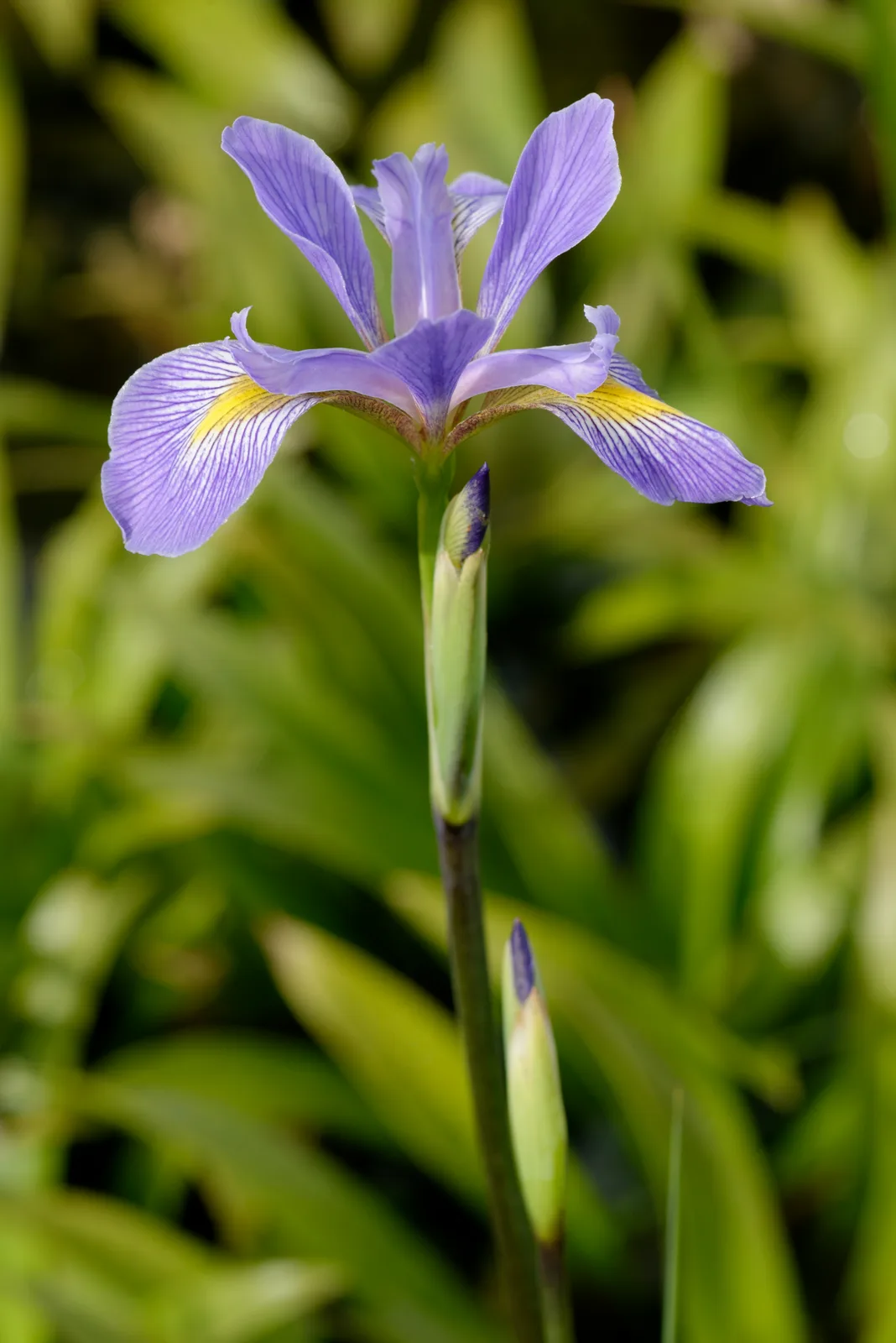 Virginia Iris (Iris virginica)