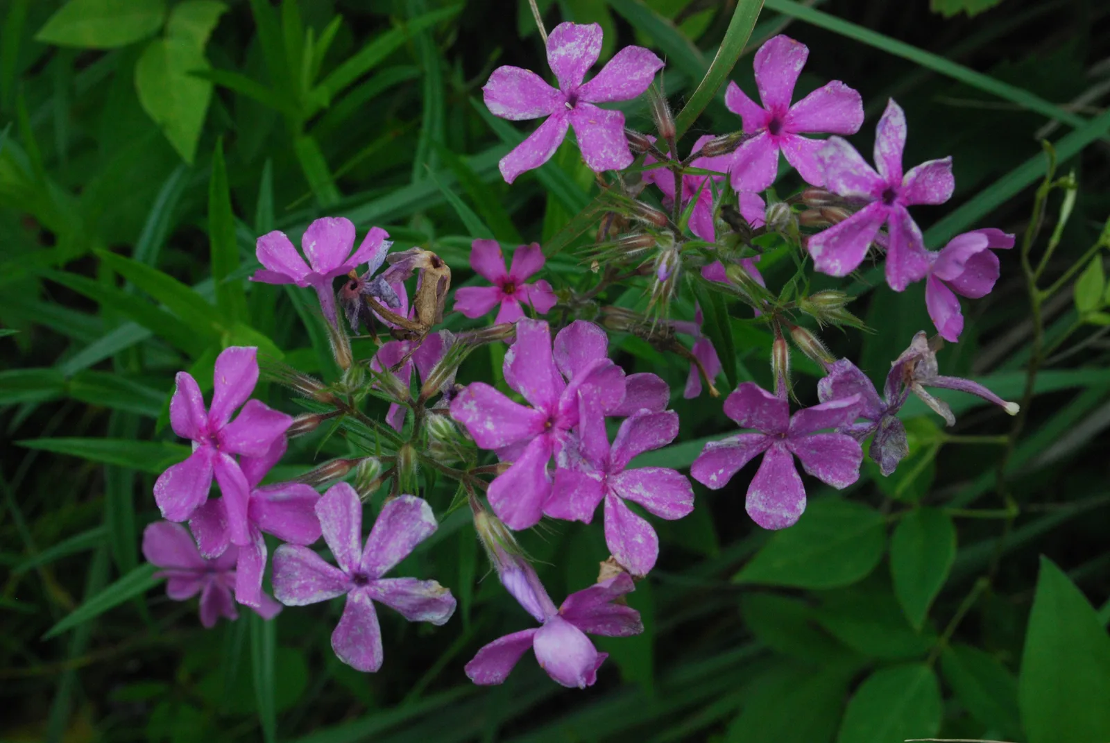 Prairie Phlox