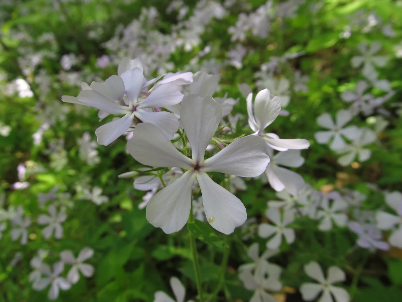 Woodland Phlox