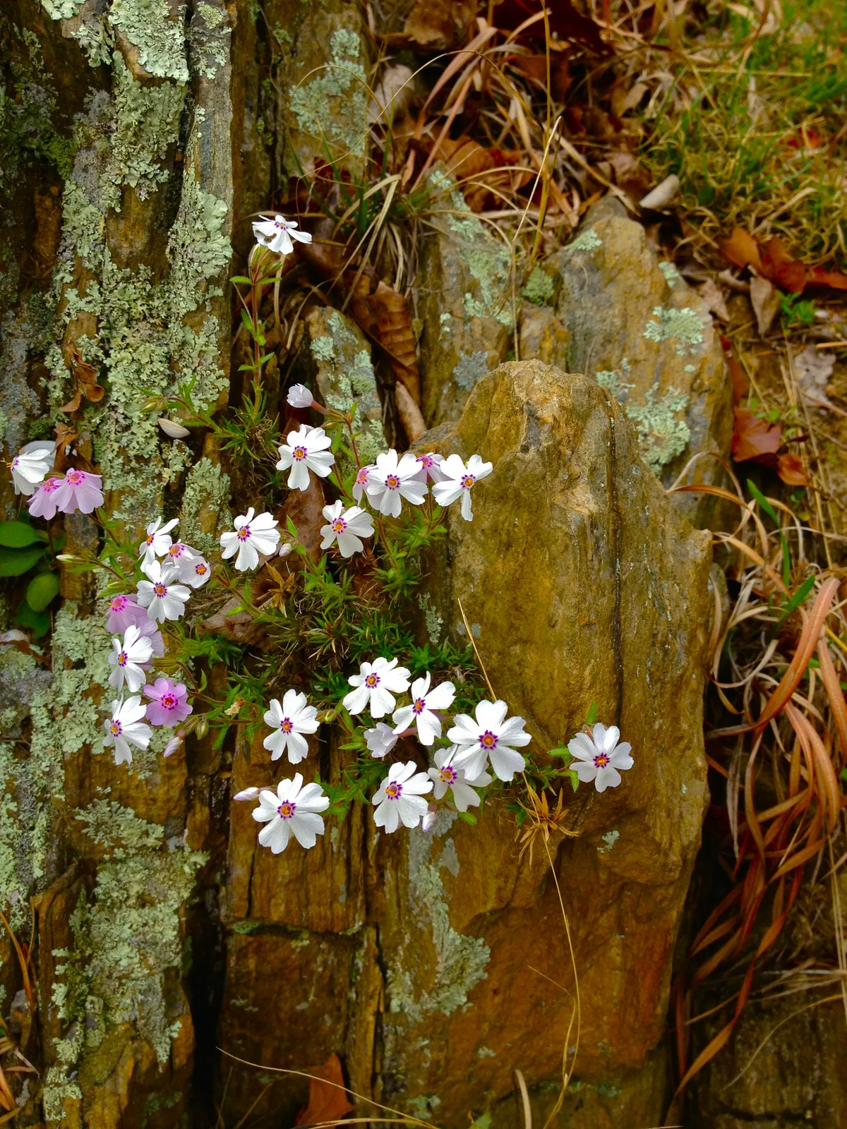 Moss Phlox