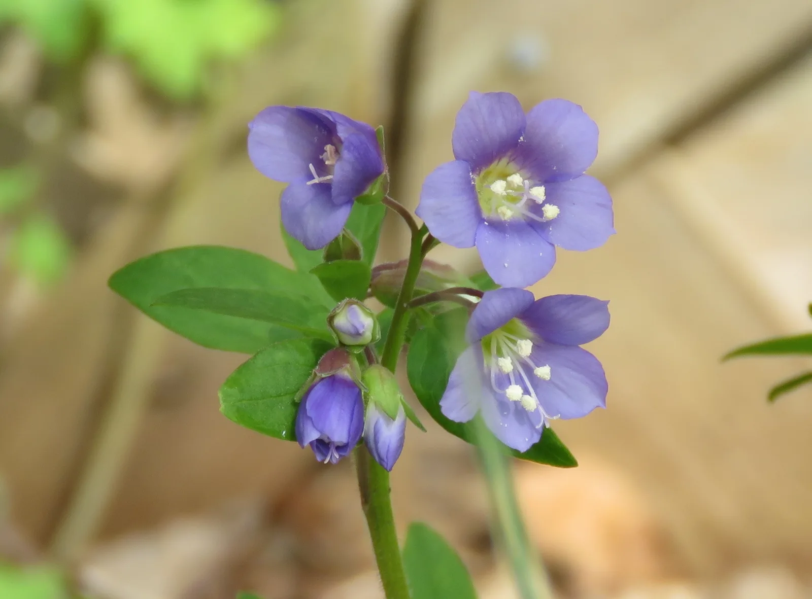 Jacob’s Ladder