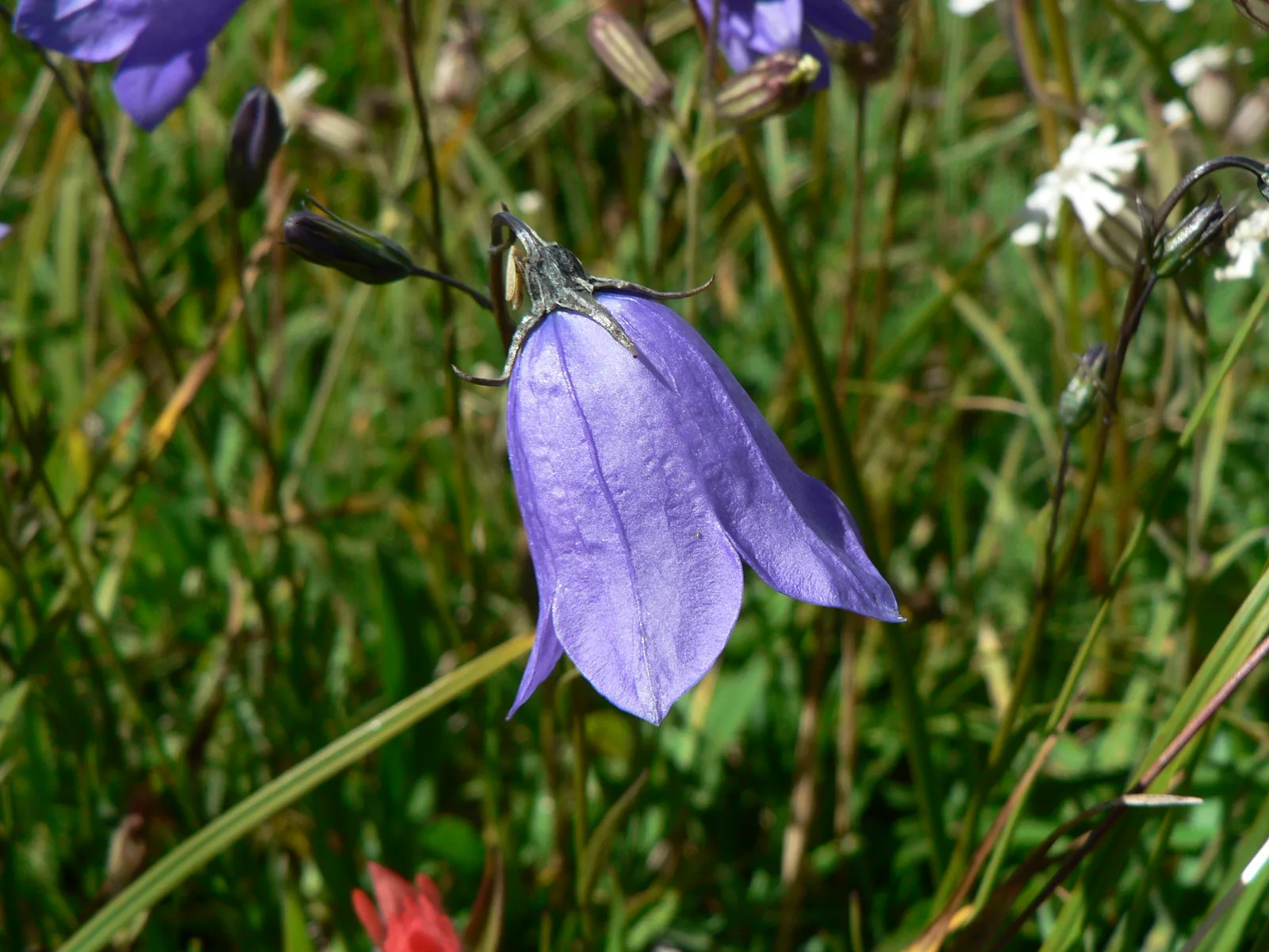 Bluebell Bellflower (Campanula rotundifolia)